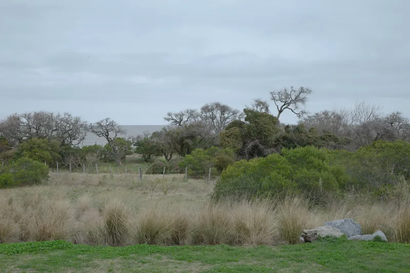 Coastal landscape with grasses, native trees and distant structure under overcast sky