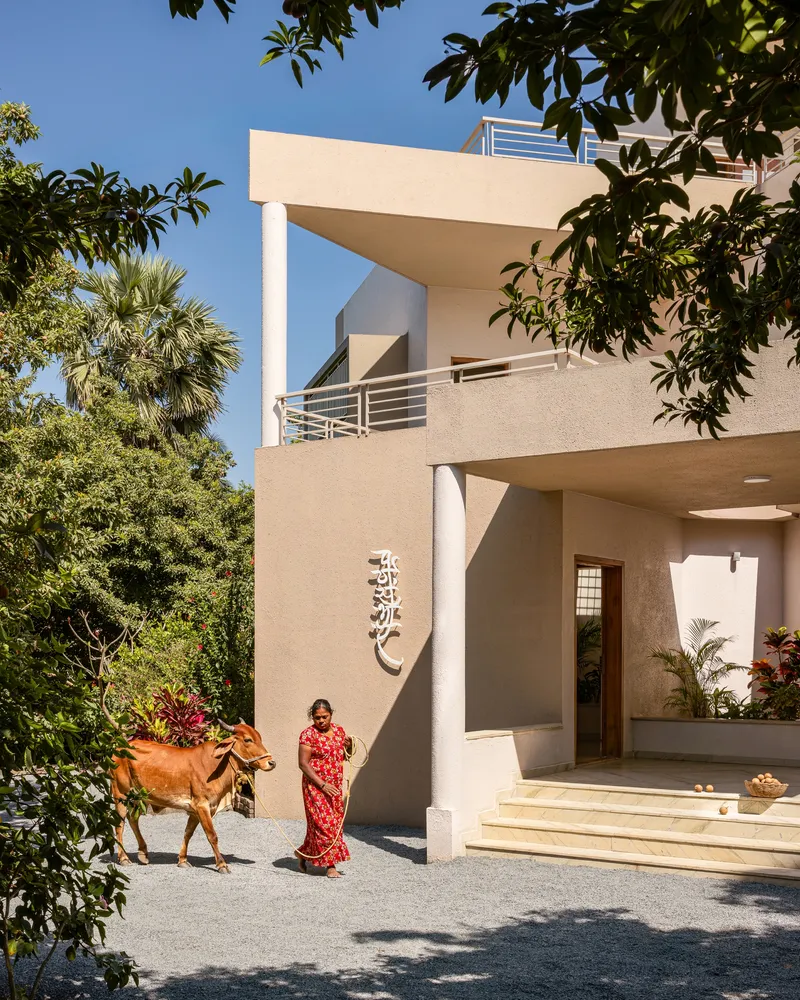 Entry approach with curved stucco wall and woman standing beside a cow in the gravel driveway