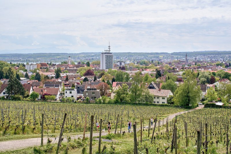 Distant view of the tower emerging from suburban rooftops beyond vineyards in early spring