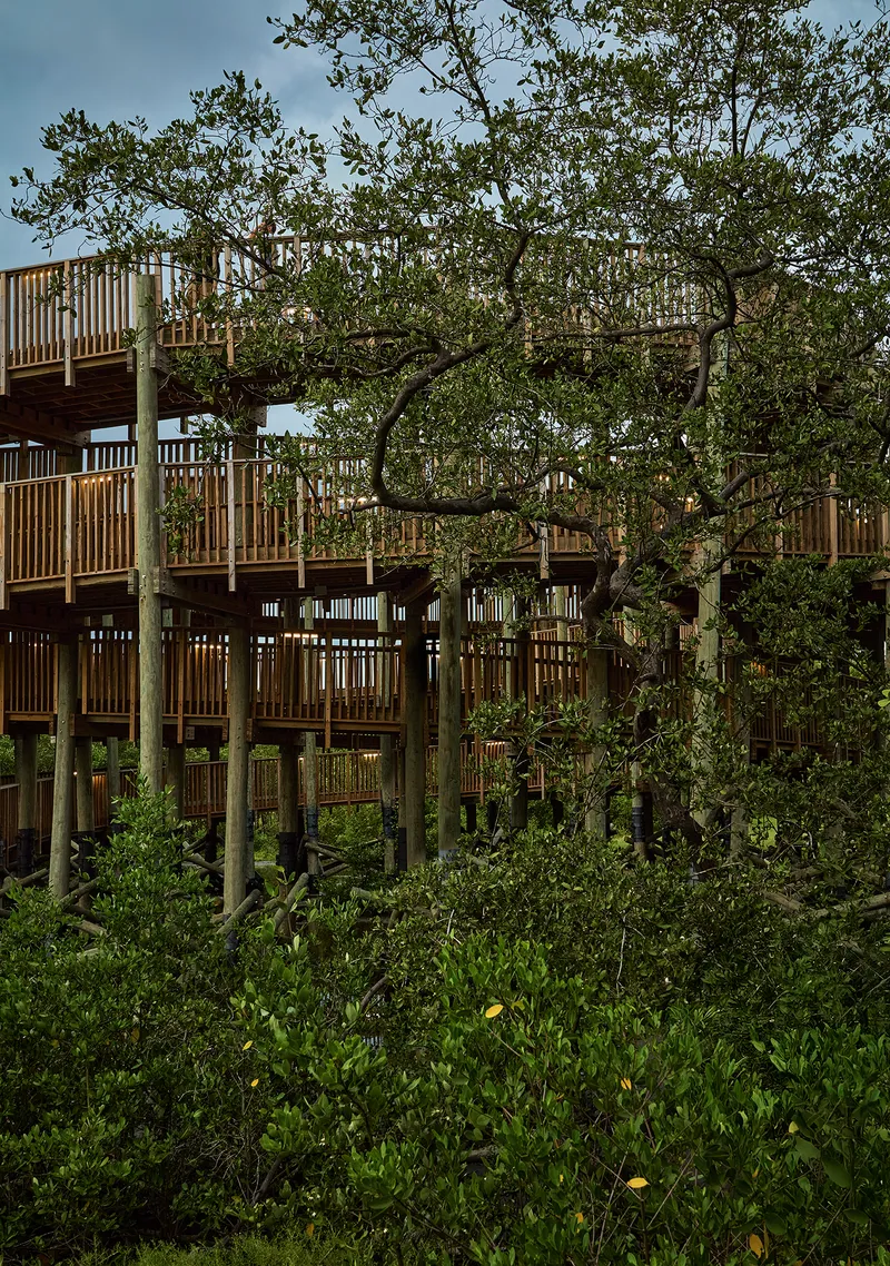 Elevated timber walkway on posts threading through dense mangrove vegetation at dusk