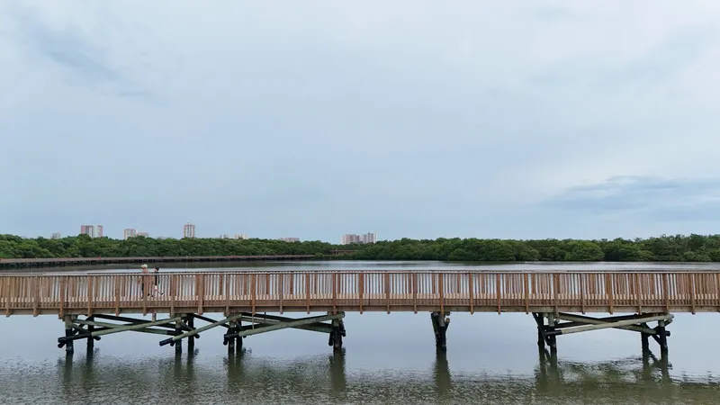 Long elevated timber boardwalk on pile supports crossing calm water with mangroves and distant buildings