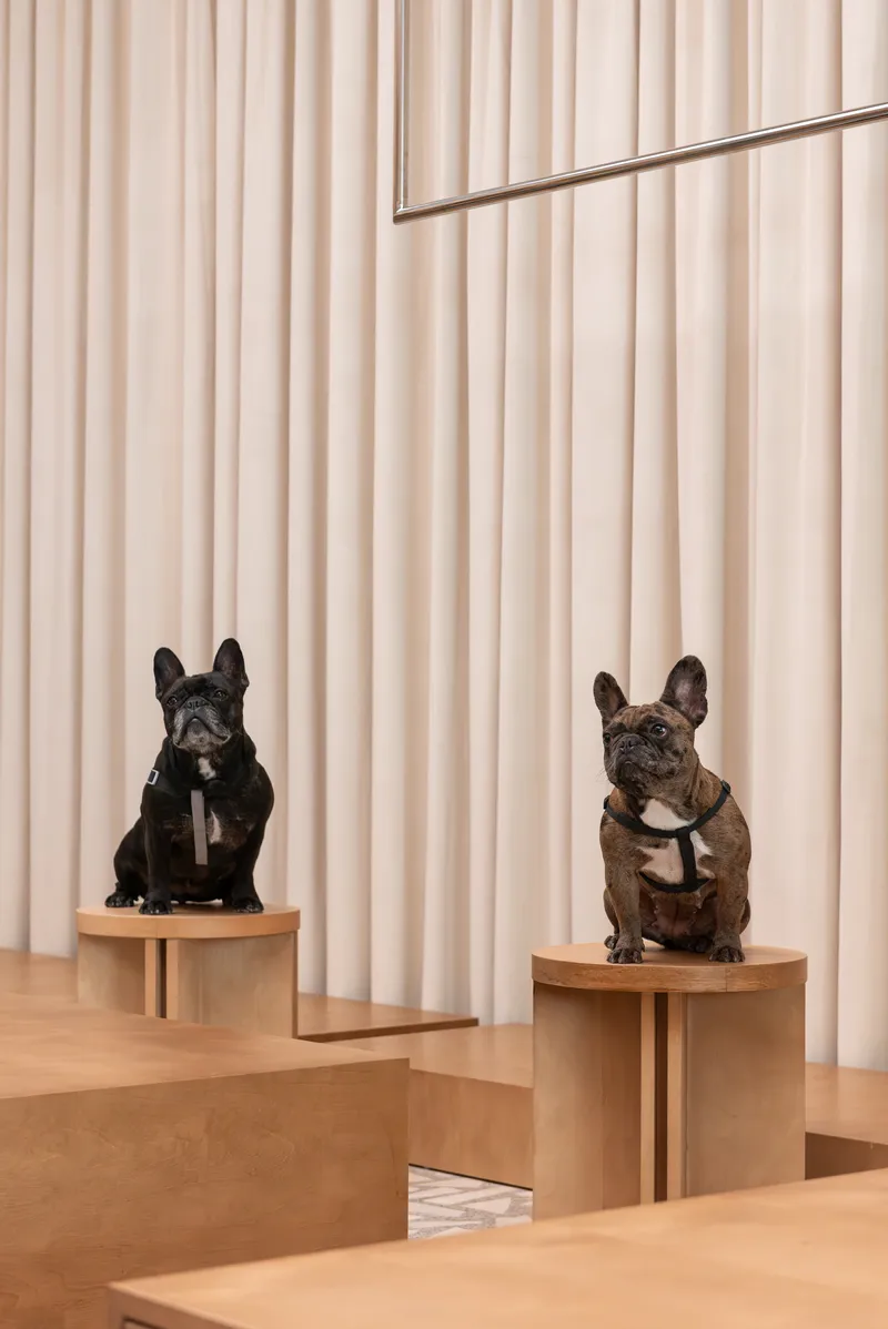 Two dogs sitting on timber plinths in an interior with pleated fabric curtains and light wood flooring
