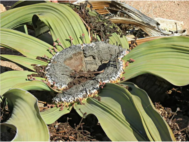 Close-up of a desert plant with thick green leaves and granular rock surface in bright sunlight