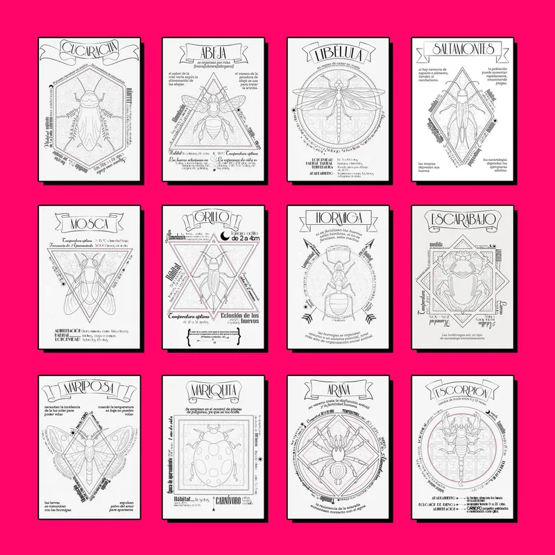 Grid of twelve framed insect illustration cards with geometric borders displayed against a magenta wall