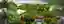 The Growing Citadelle