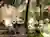 Explore the Carbon-Capturing Power of Trees with Walkable Data Visualization