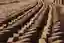 The image showcases rows of freshly made bricks laid out to dry in an arid landscape. The bricks are