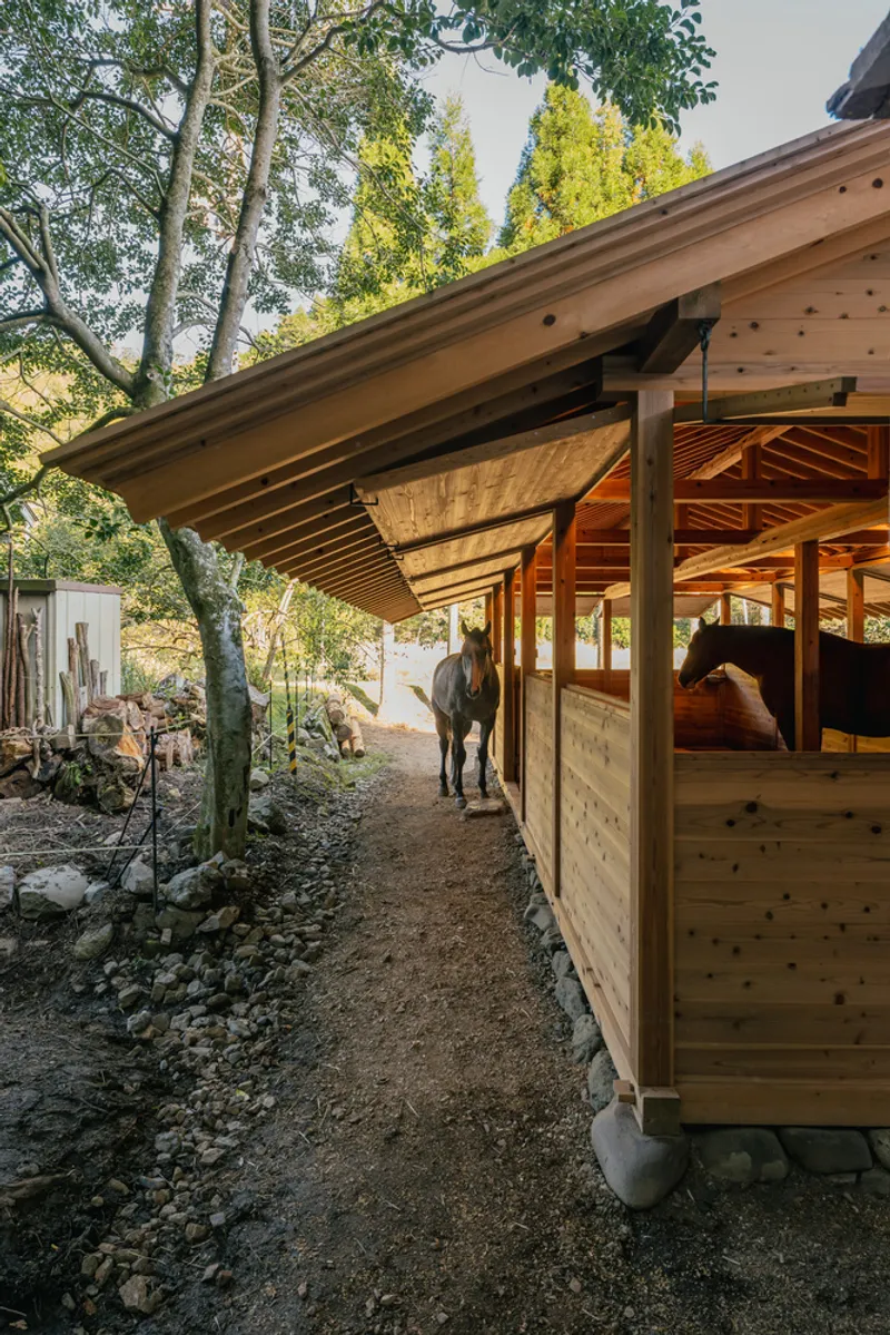 Stable eave detail with exposed rafters sheltering a horse beneath birch trees in afternoon light