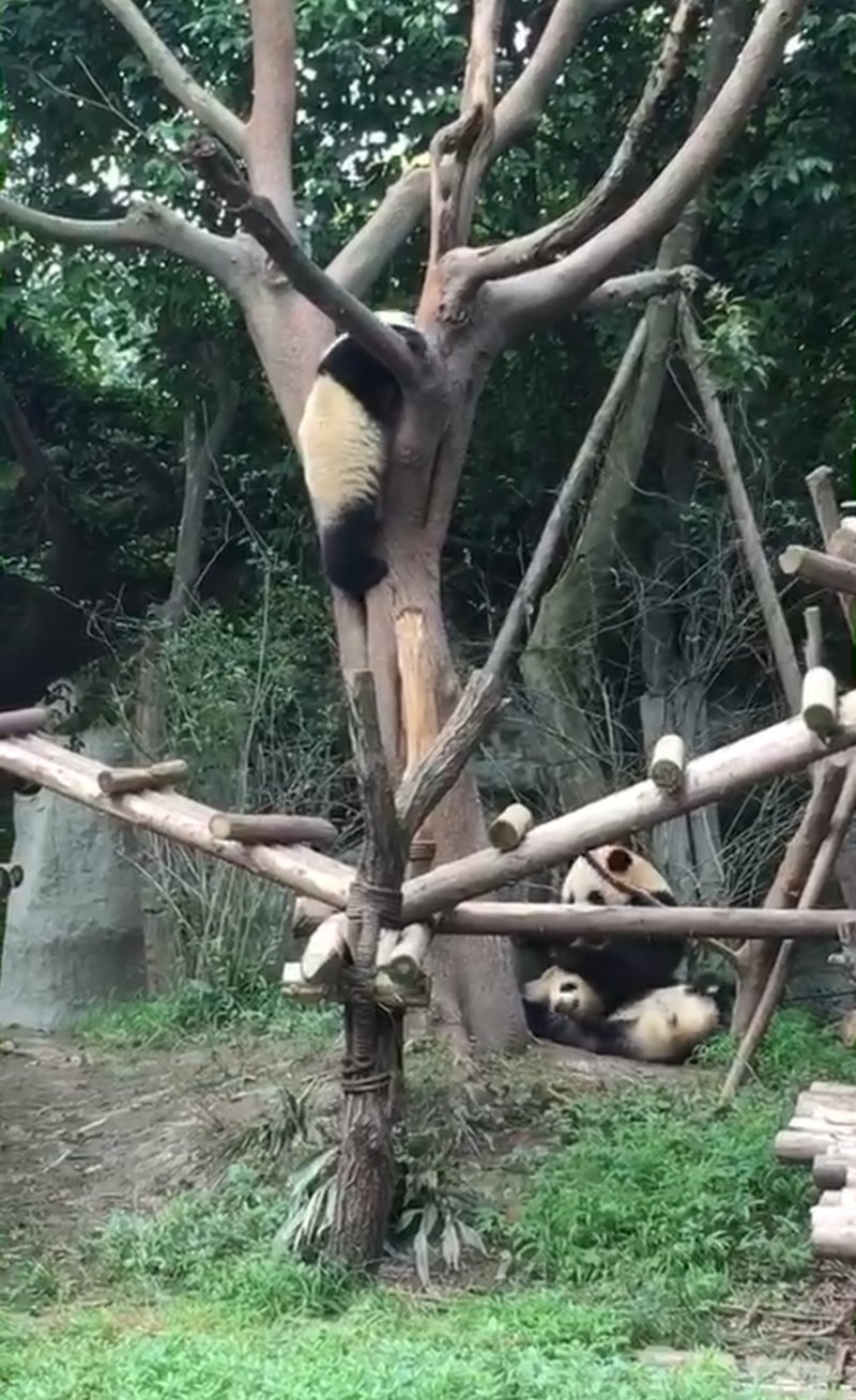 A panda is climbing the tree.