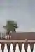 Beyond the tree