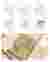 HE