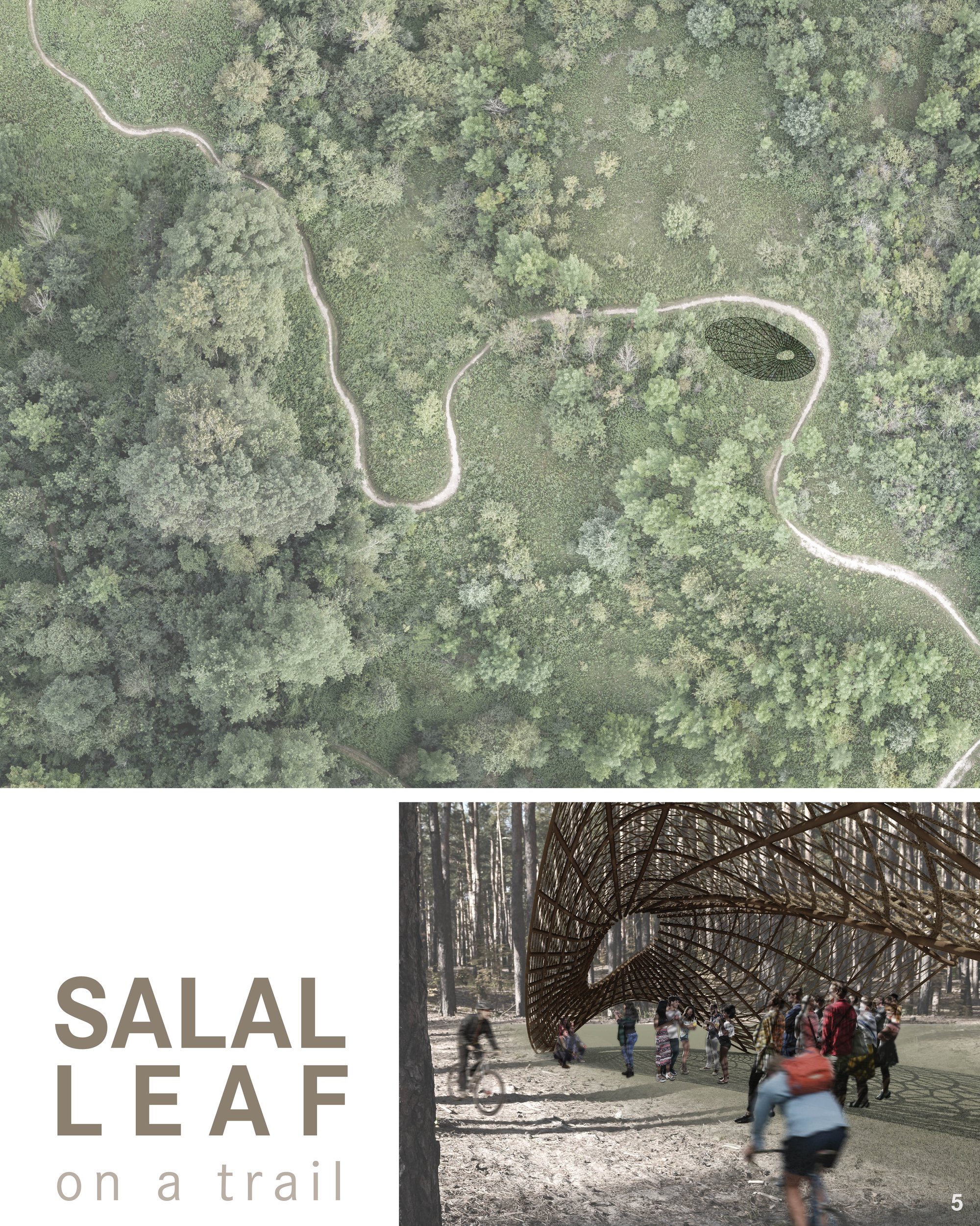 The Salal Leaf on a Trail