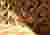 Tectonic Variation