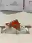 Cacoon