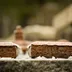 Brick Stone icon