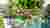 CHOCO HIVE