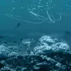 Underwater Sanctuaries