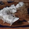 Unveiling Biodiversity: A Natural History Museum 