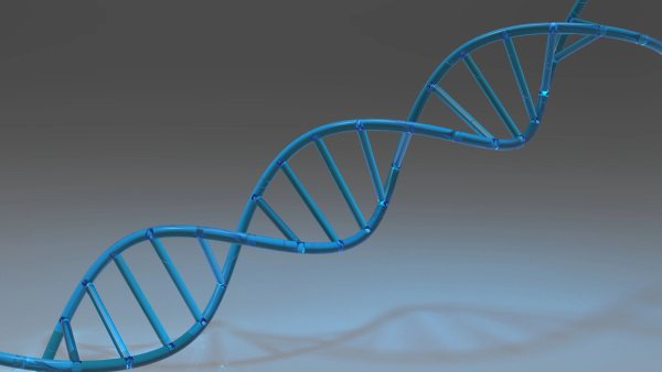 DNA Stand