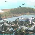Aquaponics icon