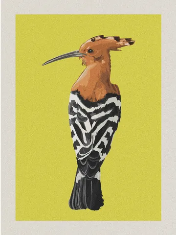 educational posters - highlighting the local biodiversity