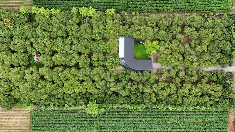 Aerial top-down view of the cafe threading through the mango orchard with surrounding rice fields