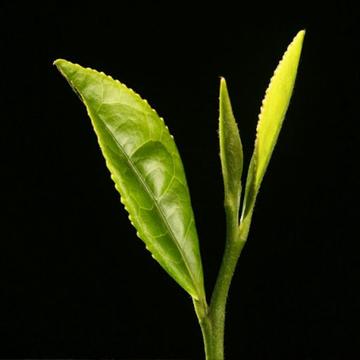 Hazem B