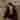 Heer