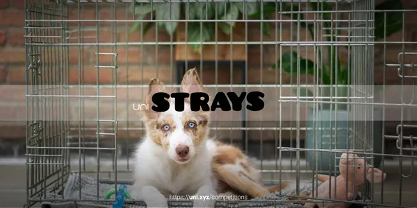 Strays competition banner