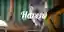 Haven competition banner