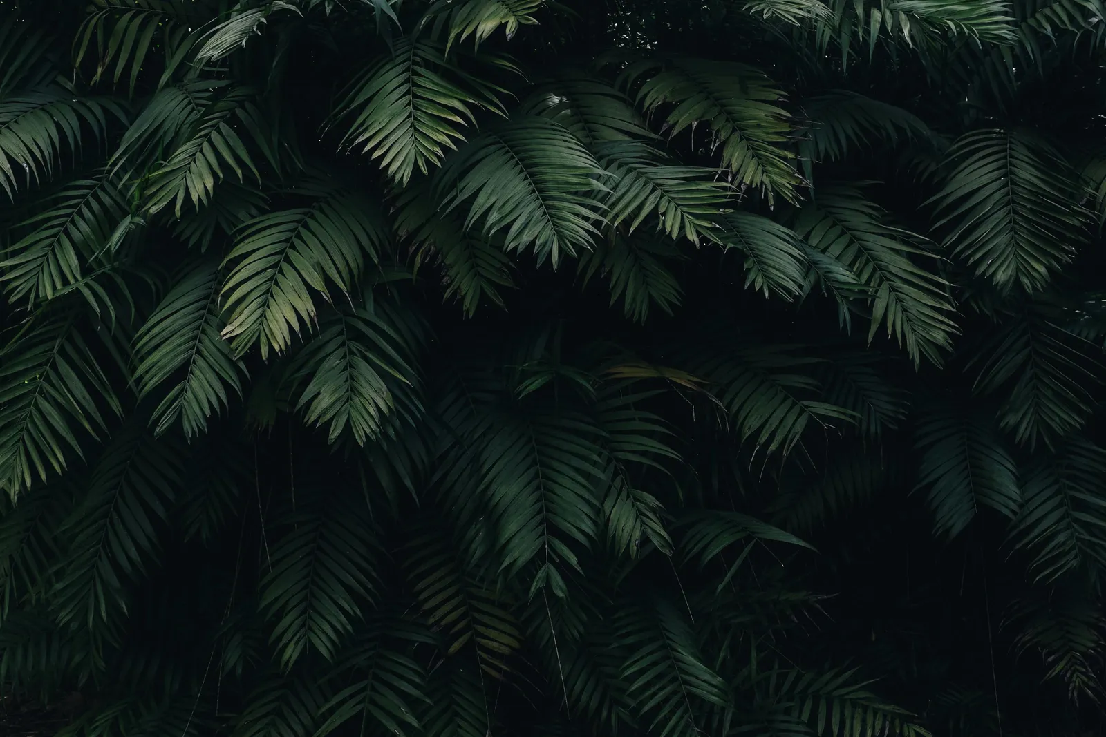 Profile Cover