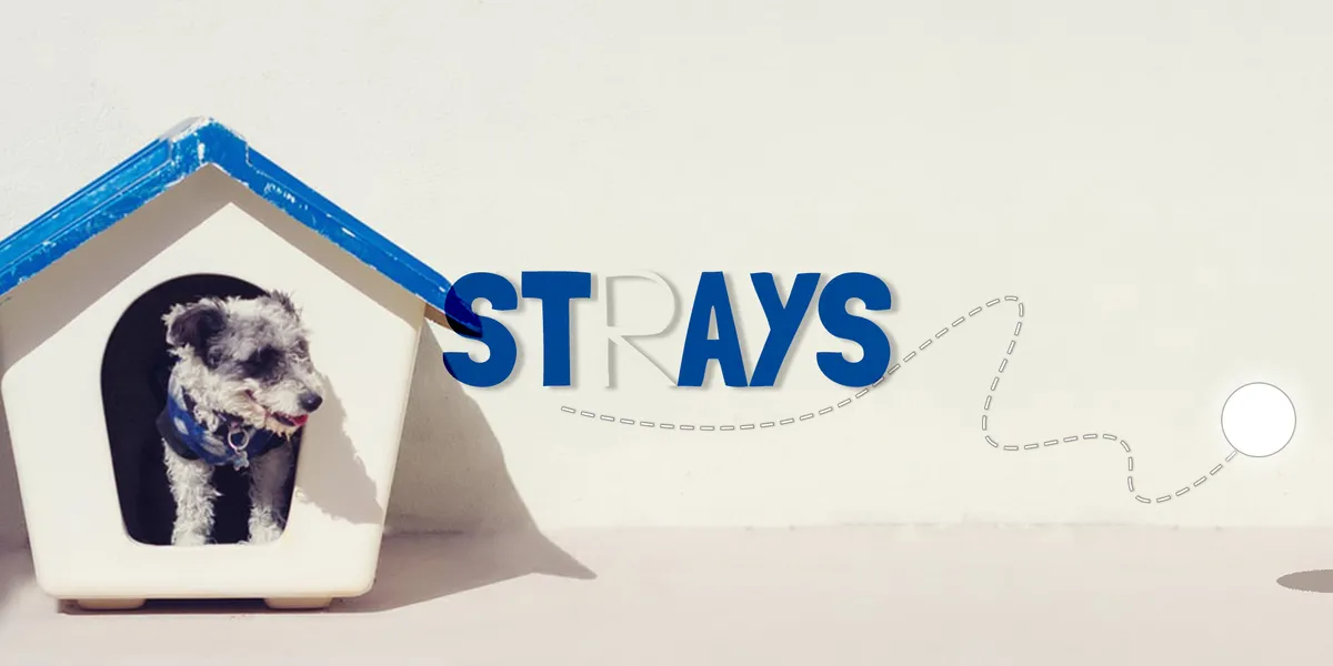 Strays 2020