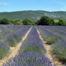 Jardin de Villars Contest